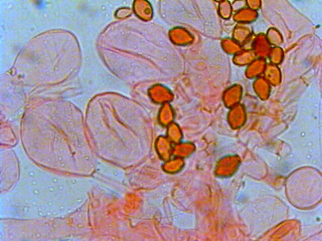 Due giorni di raccolta in 20 foto
